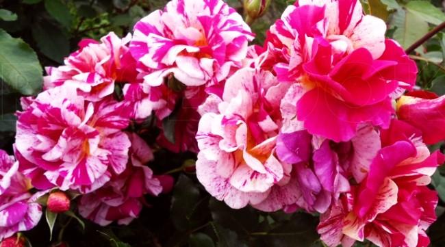 Характеристики сорта